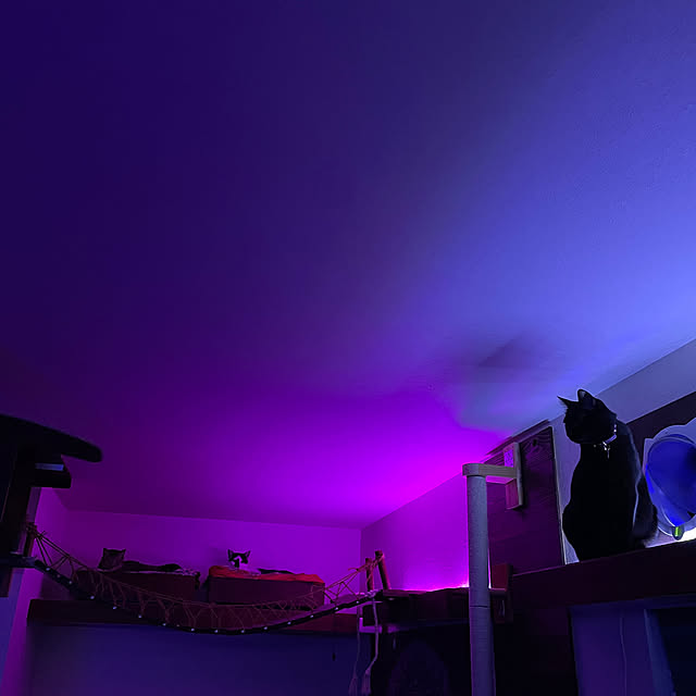 coolcats0528さんの実例写真