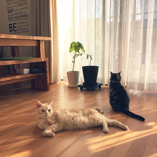hiyupan88さんの実例写真