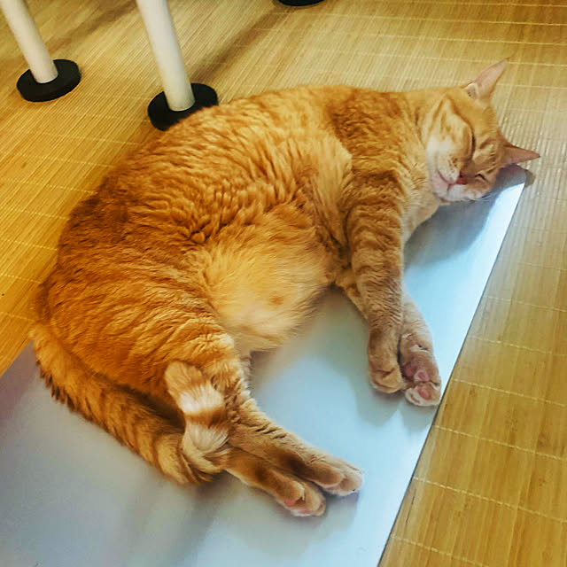 tututu0204さんの実例写真