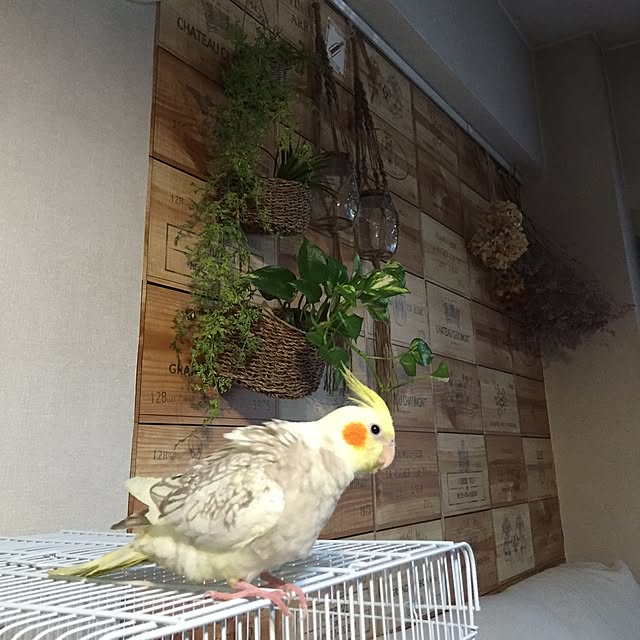 kiyomiさんの実例写真