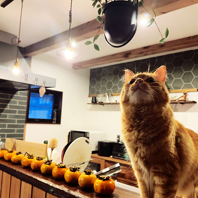 キッチン/男前のインテリア実例 - 2024-11-18 21:39:22