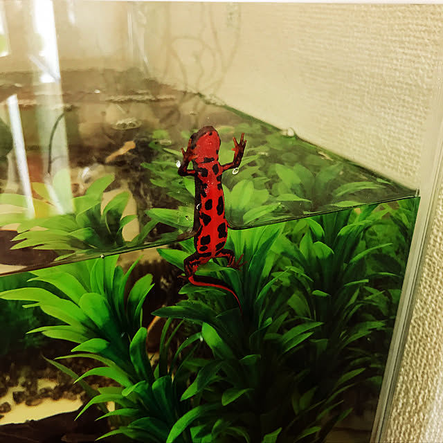Mikaさんの実例写真