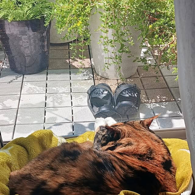 aiさんの実例写真