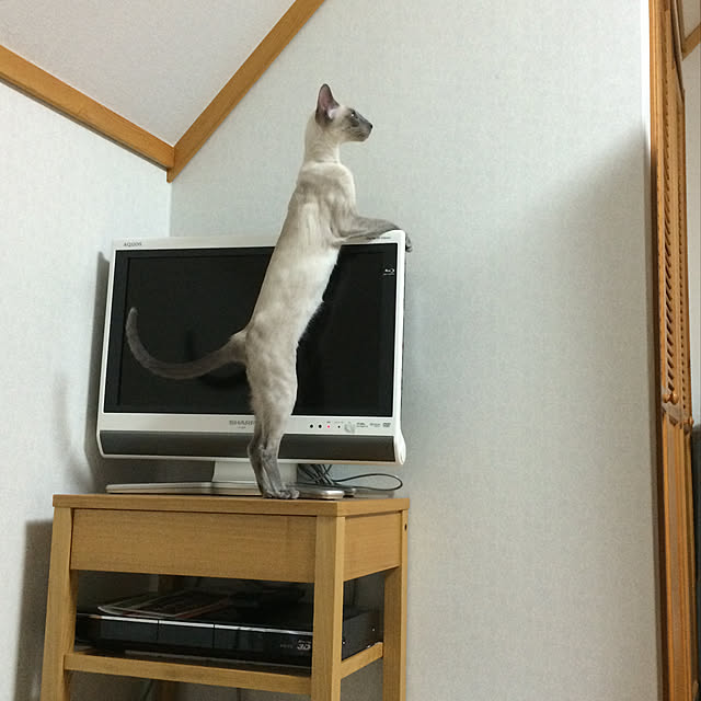 mujinekoさんの実例写真