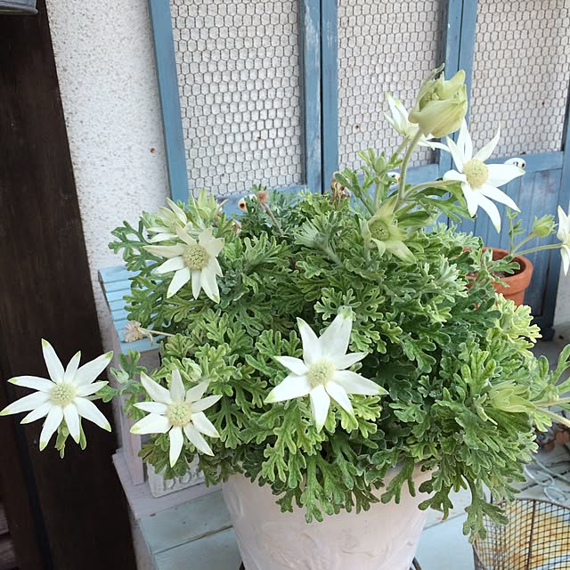 Makoさんの実例写真