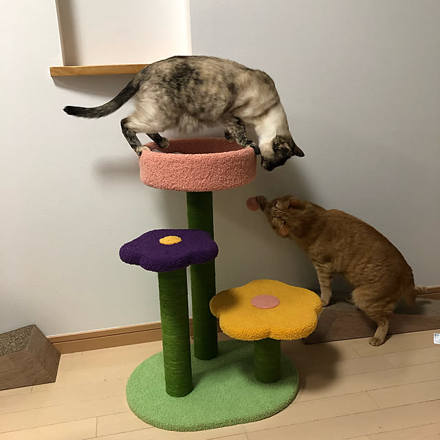 necomameさんの実例写真
