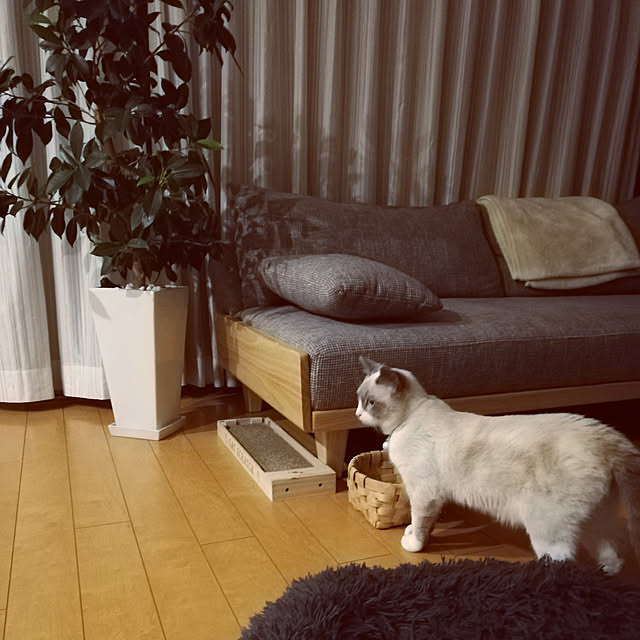 yukaringomushiさんの実例写真