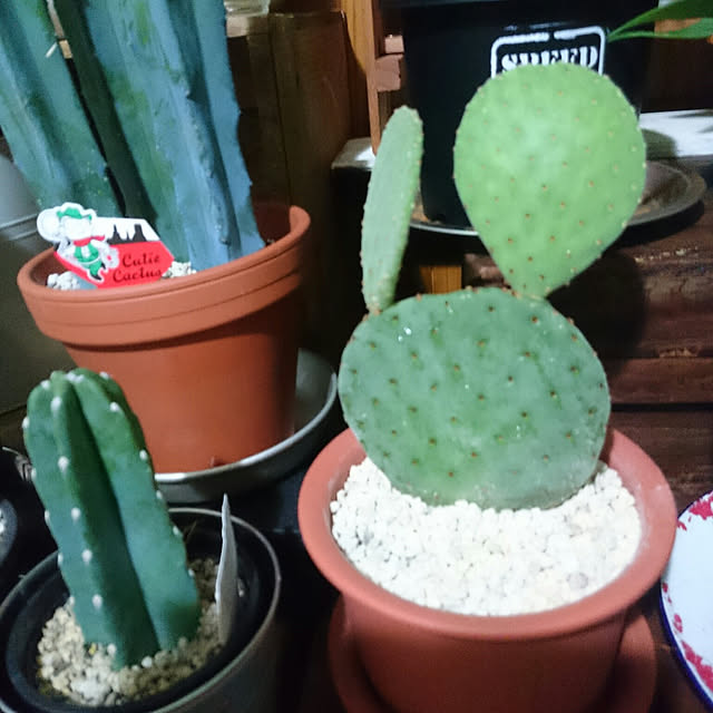 tikuwaさんの実例写真