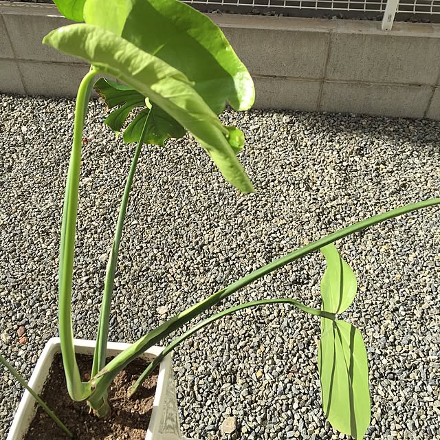 k_t_k_3さんの実例写真