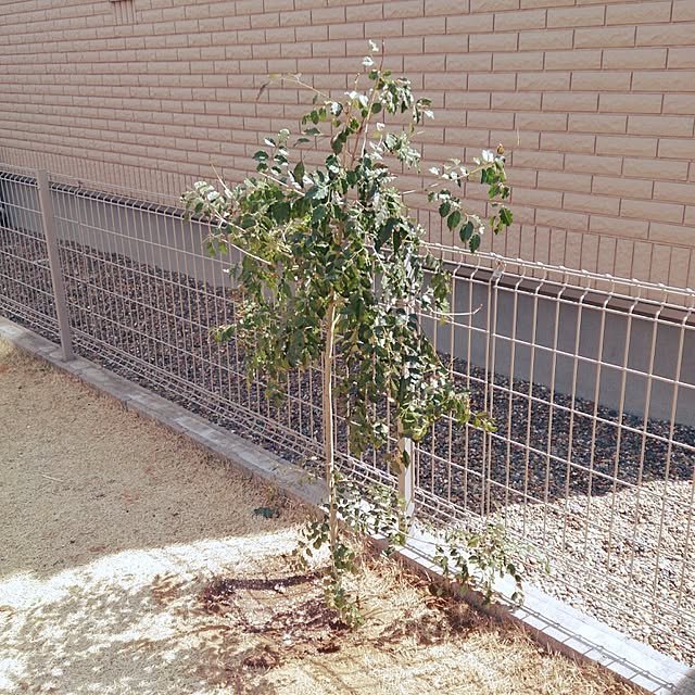 urchinさんの実例写真