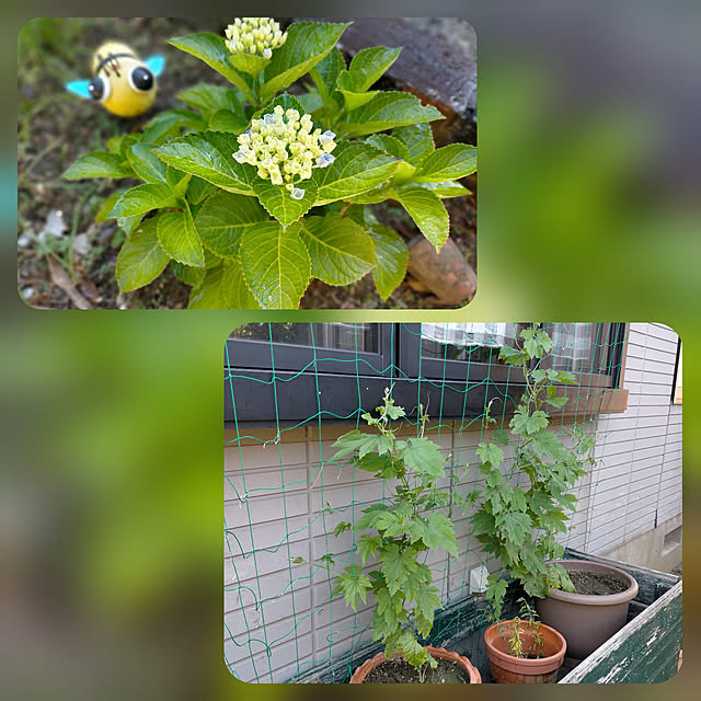 michiさんの実例写真