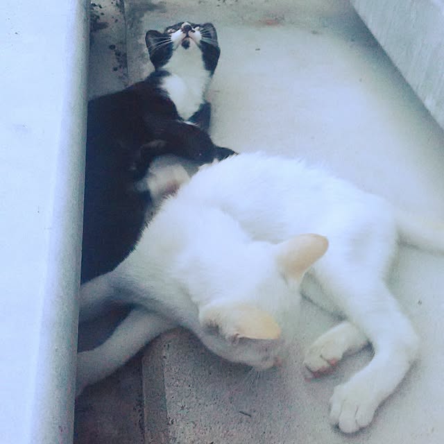 fishing_catさんの実例写真