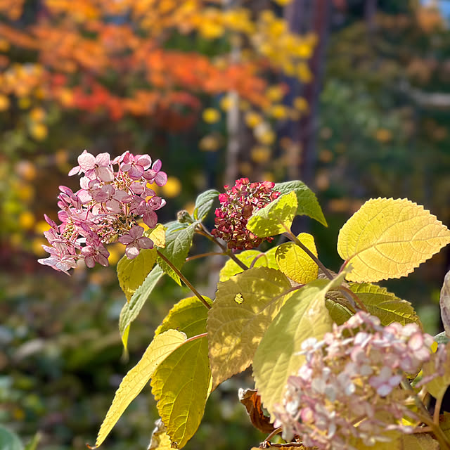 Kikko.さんの部屋