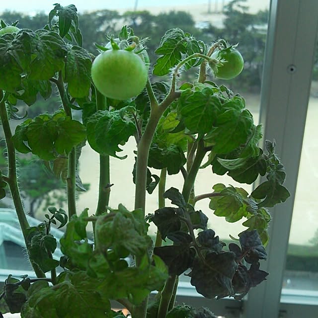 tomatoさんの実例写真