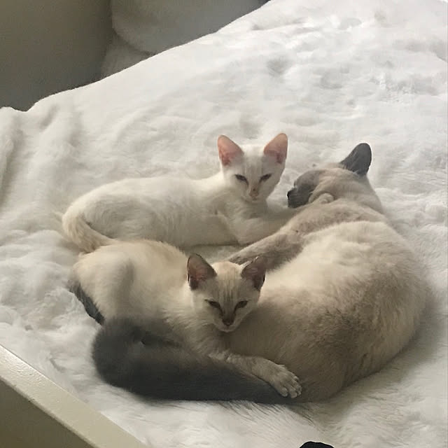 gingerwynksさんの実例写真