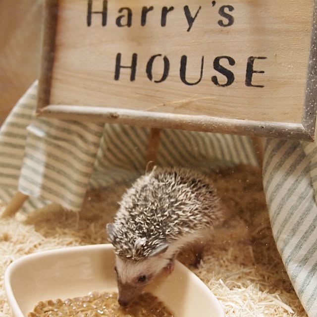 harryさんの実例写真