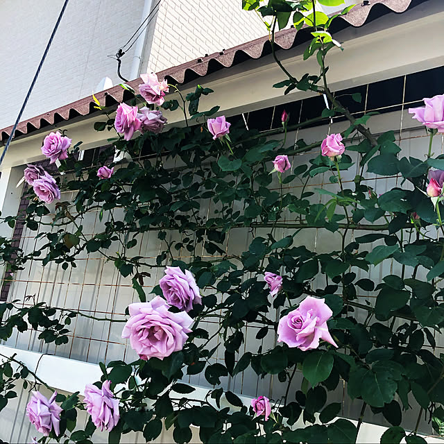 miyu.さんの実例写真