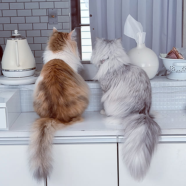 mya___kさんの実例写真