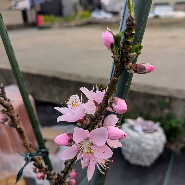 SYさんの実例写真