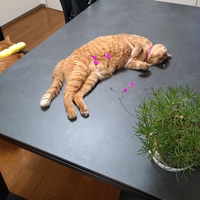 NOAHさんの部屋