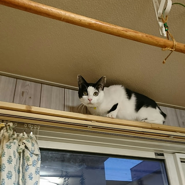 SHIHOさんの実例写真