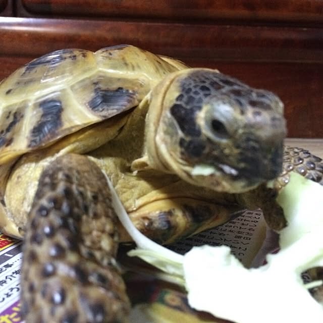 kanappiさんの実例写真