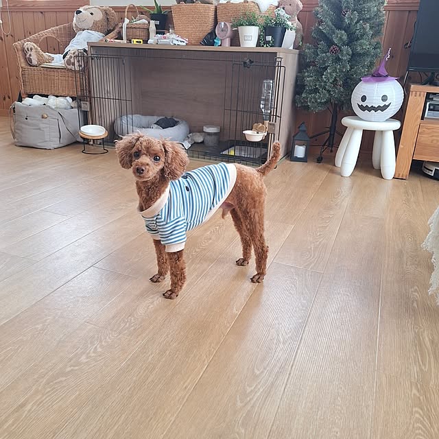 Blancheさんの部屋