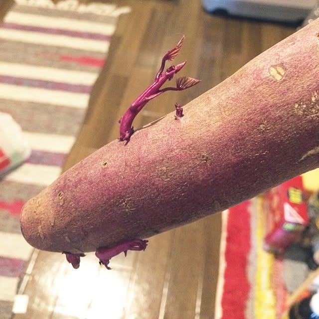 mykさんの実例写真