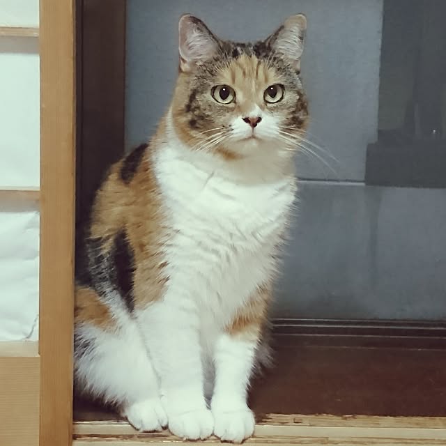 yukieさんの実例写真