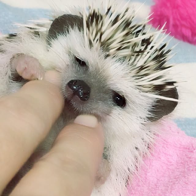 Sarionさんの実例写真