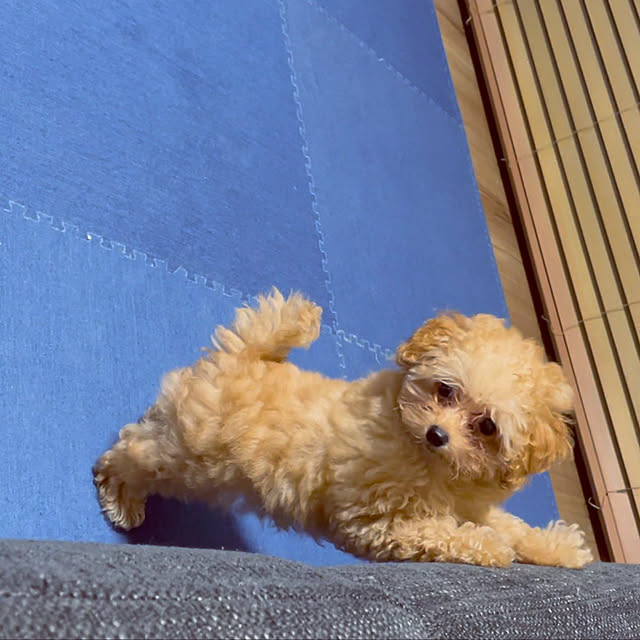 peachさんの実例写真