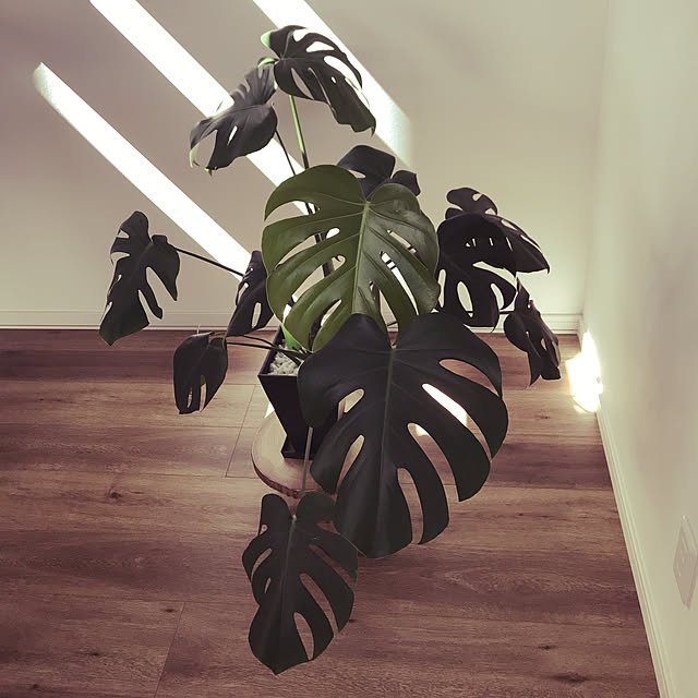 kahomeさんの実例写真