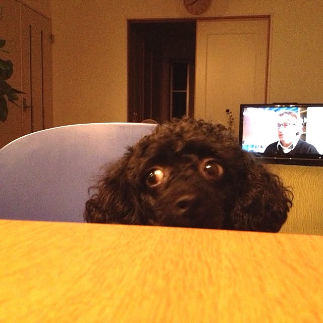 dicekbeetleさんの実例写真