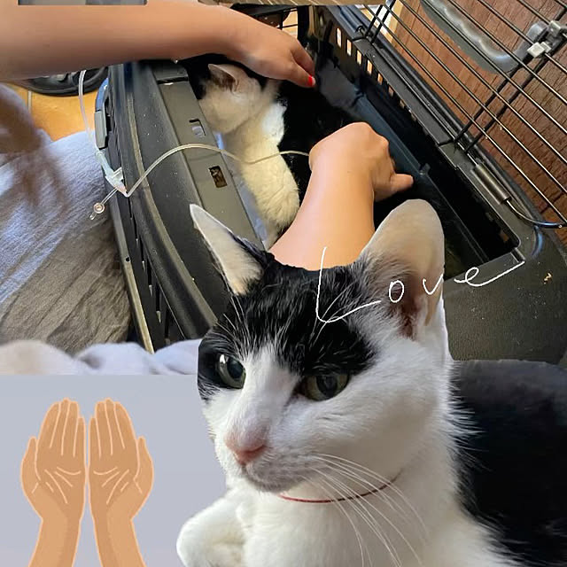 nekosamaさんの実例写真