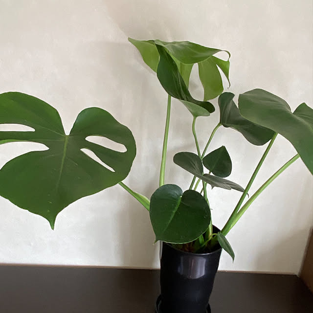 GREENのある暮らし/green/観葉植物のある暮らし/観葉植物/いやしの空間...などのインテリア実例 - 2021-08-08 08:37:36