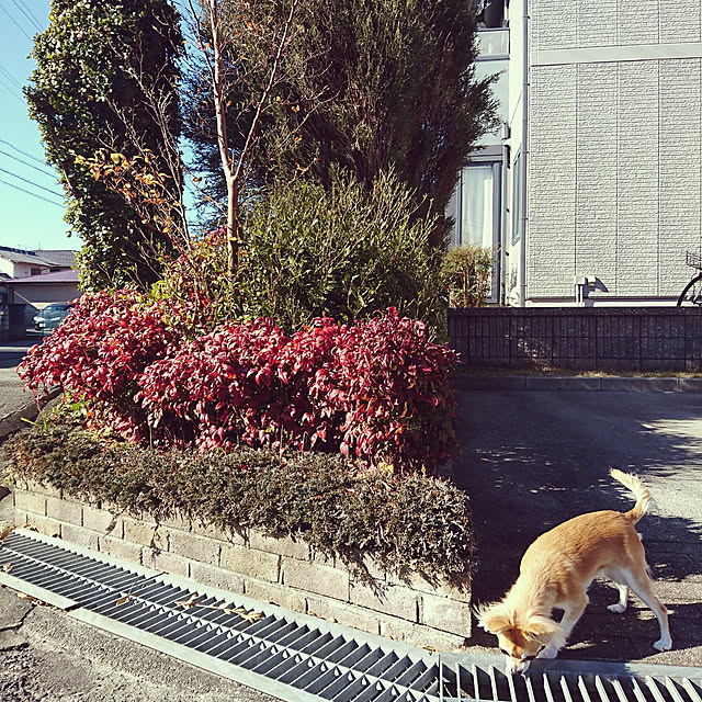nattimomoさんの実例写真