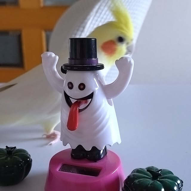 toratanさんの実例写真