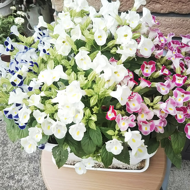 kiraさんの実例写真