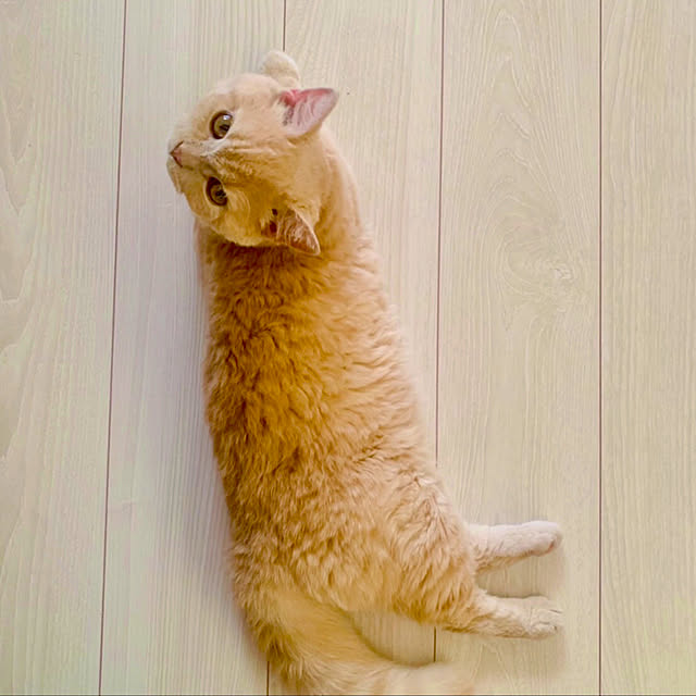 naokoさんの実例写真