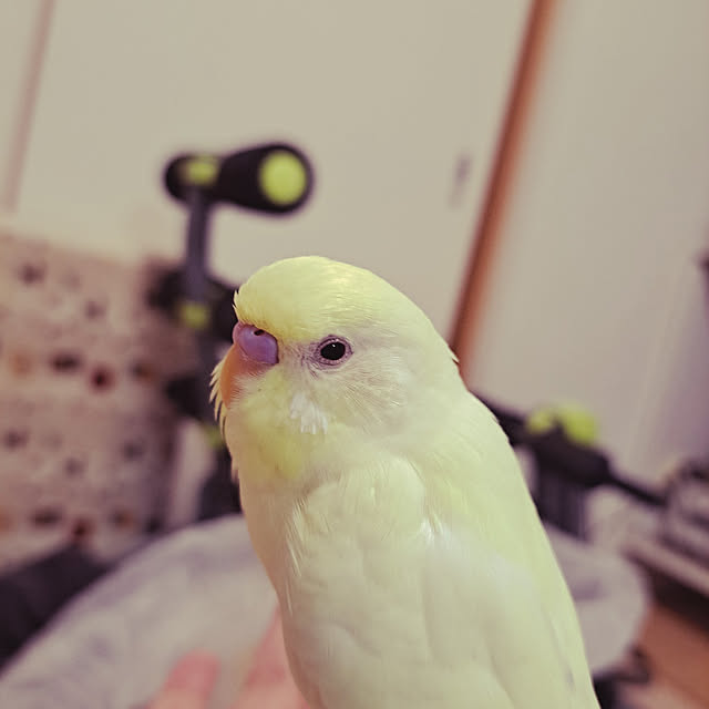 blueさんの実例写真
