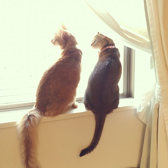 sakineko528さんの実例写真