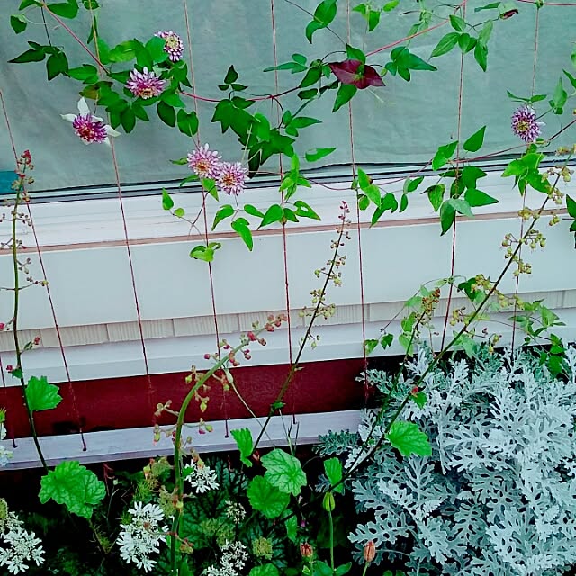 yukkoさんの実例写真
