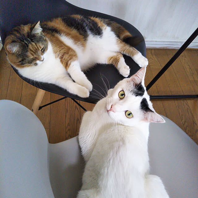 yukieさんの実例写真