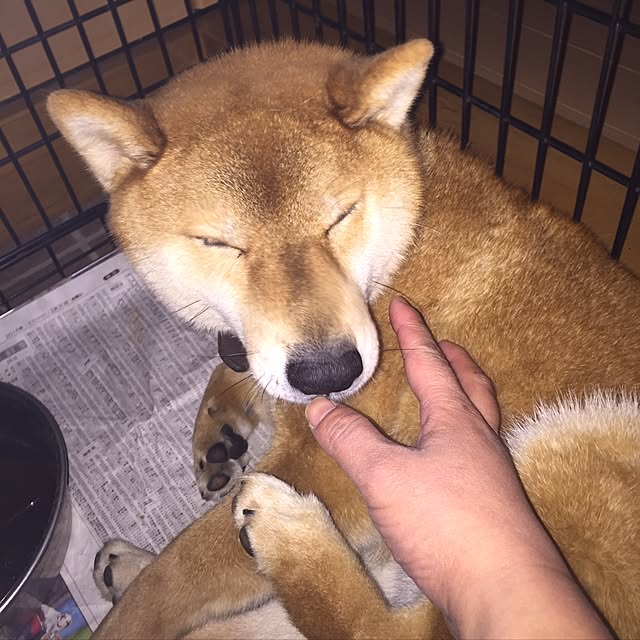 luckyさんの実例写真