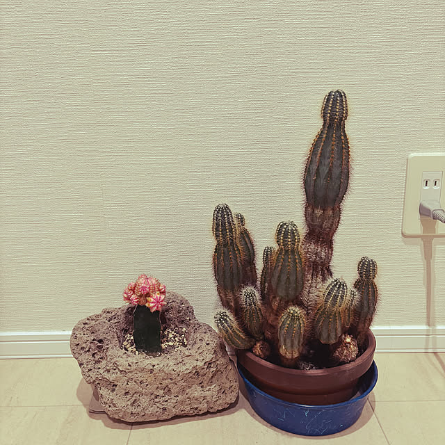 nachiさんの実例写真