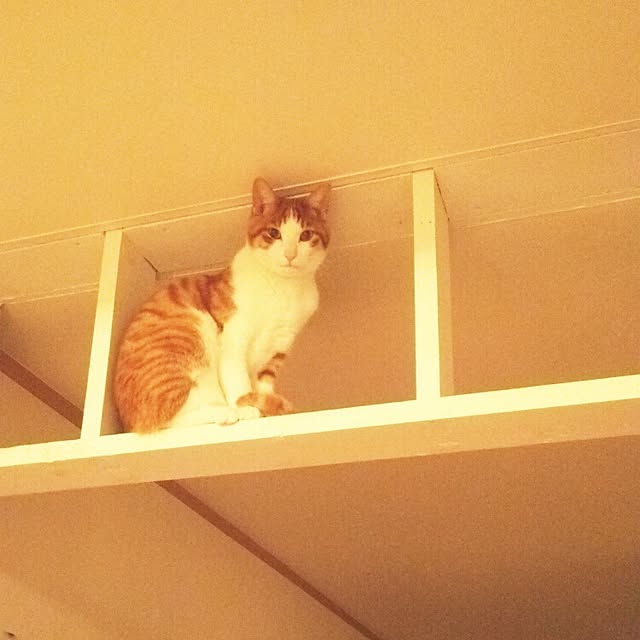 tamacharouさんの実例写真