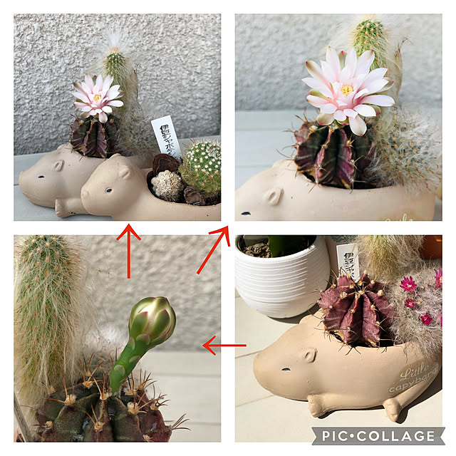 roserose555さんの実例写真