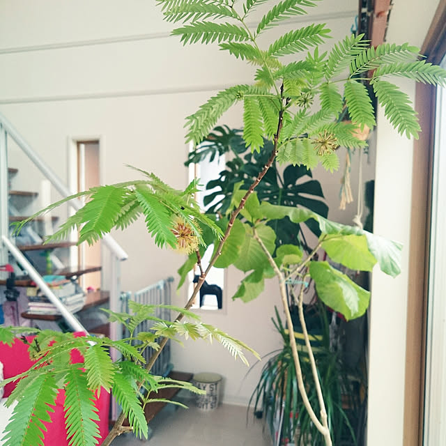 urchinさんの実例写真