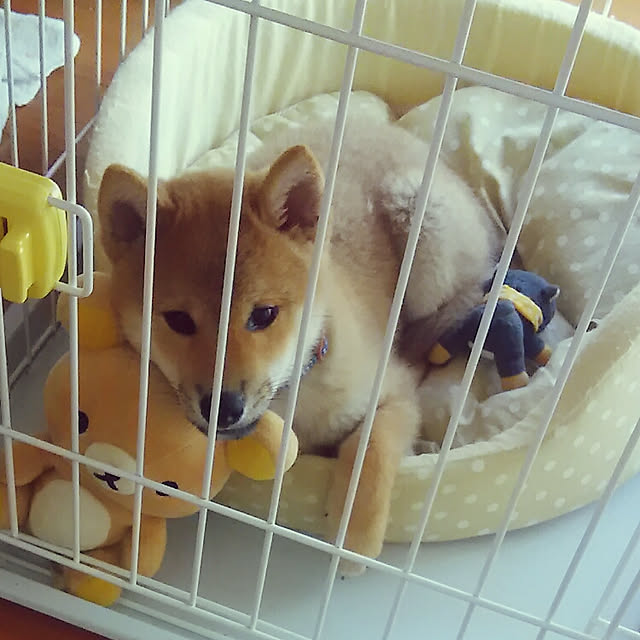 kenkenさんの実例写真