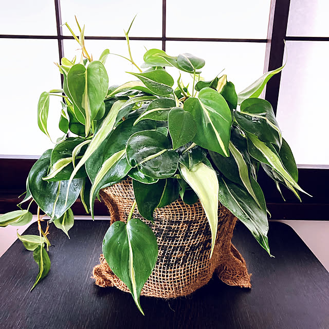 mommyさんの部屋